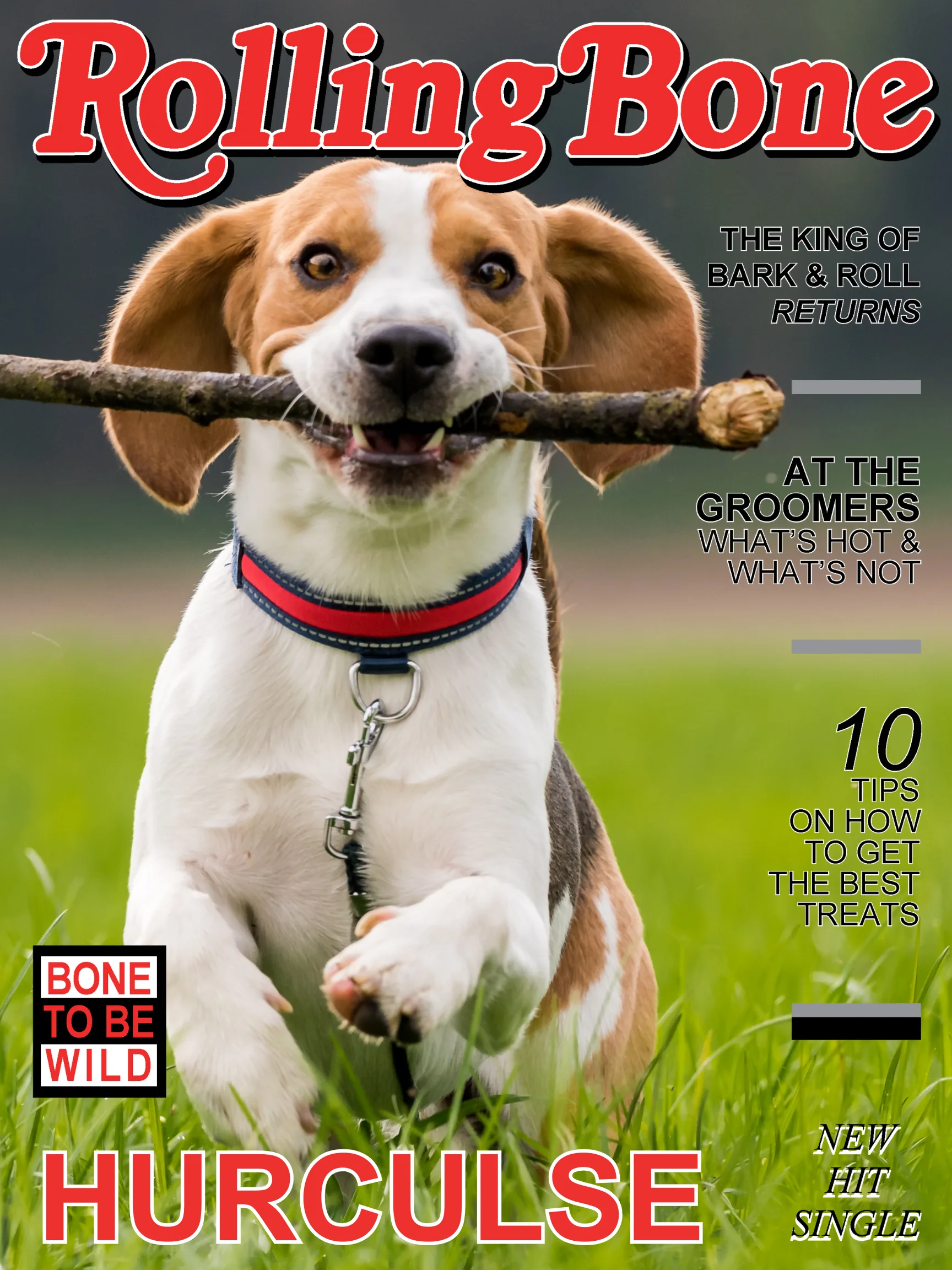 Dog star portrait for publication near Boston
