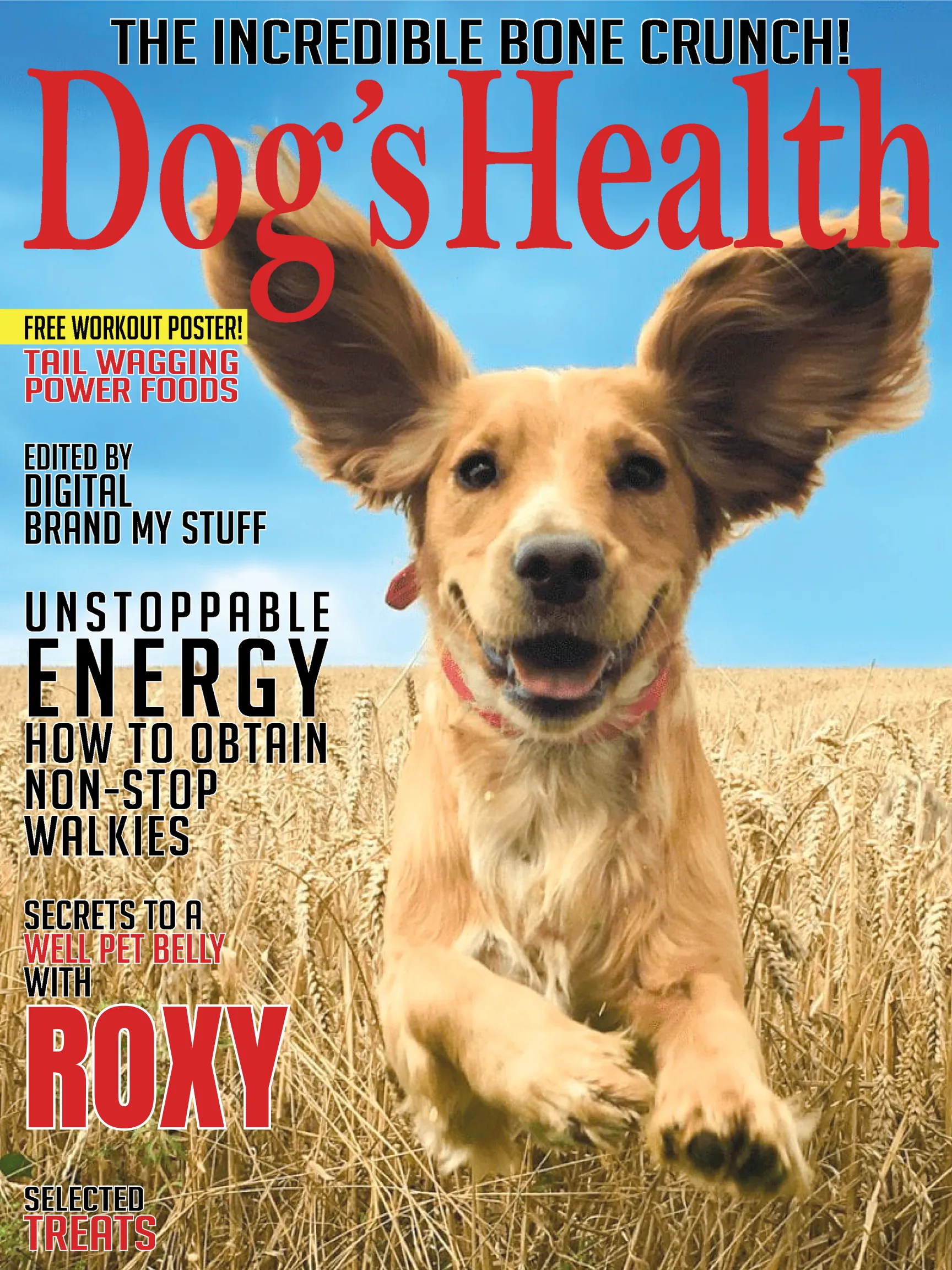 Magazine-ready dog portrait Rockland MA