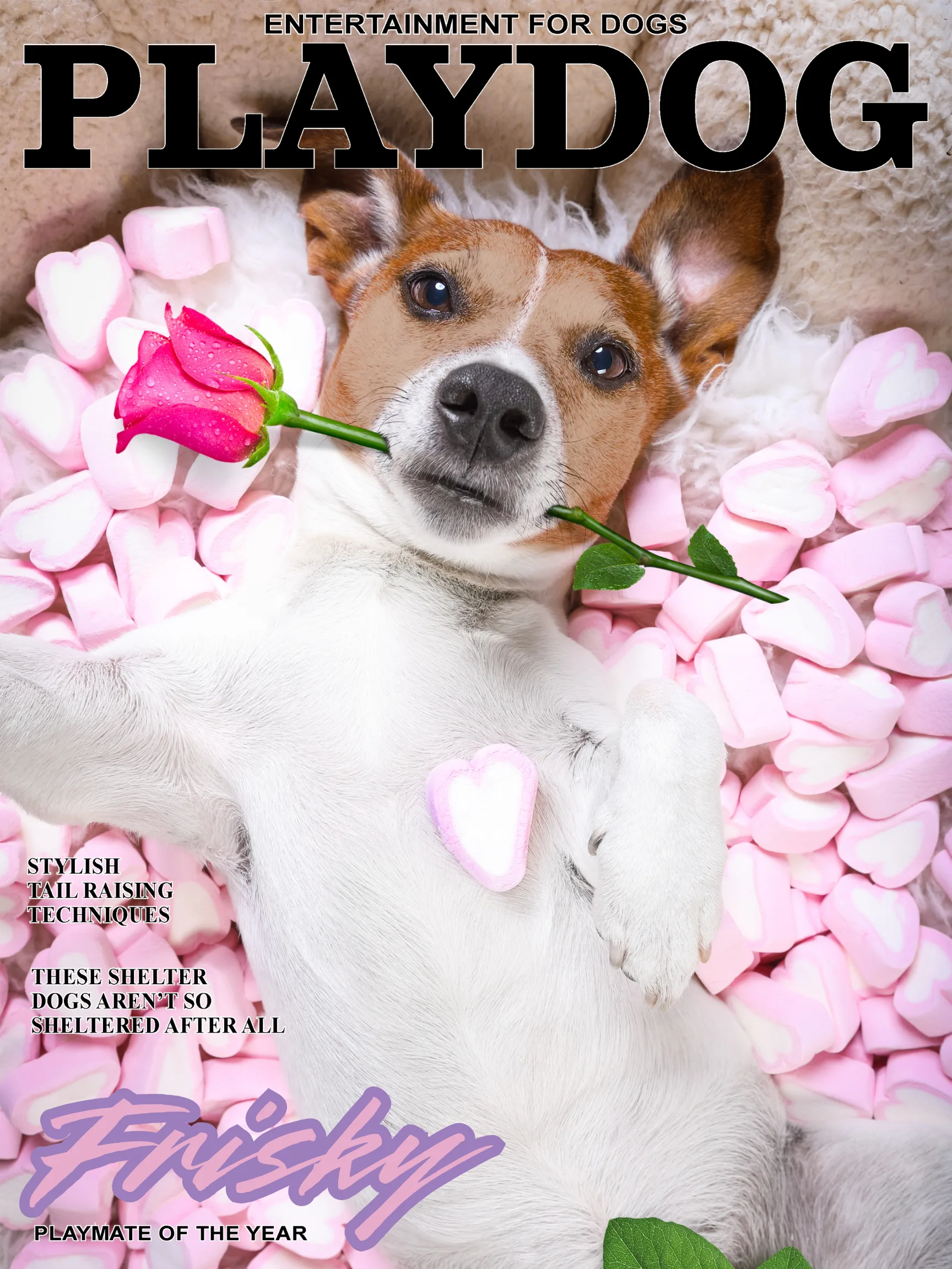 Professional dog portrait for publication