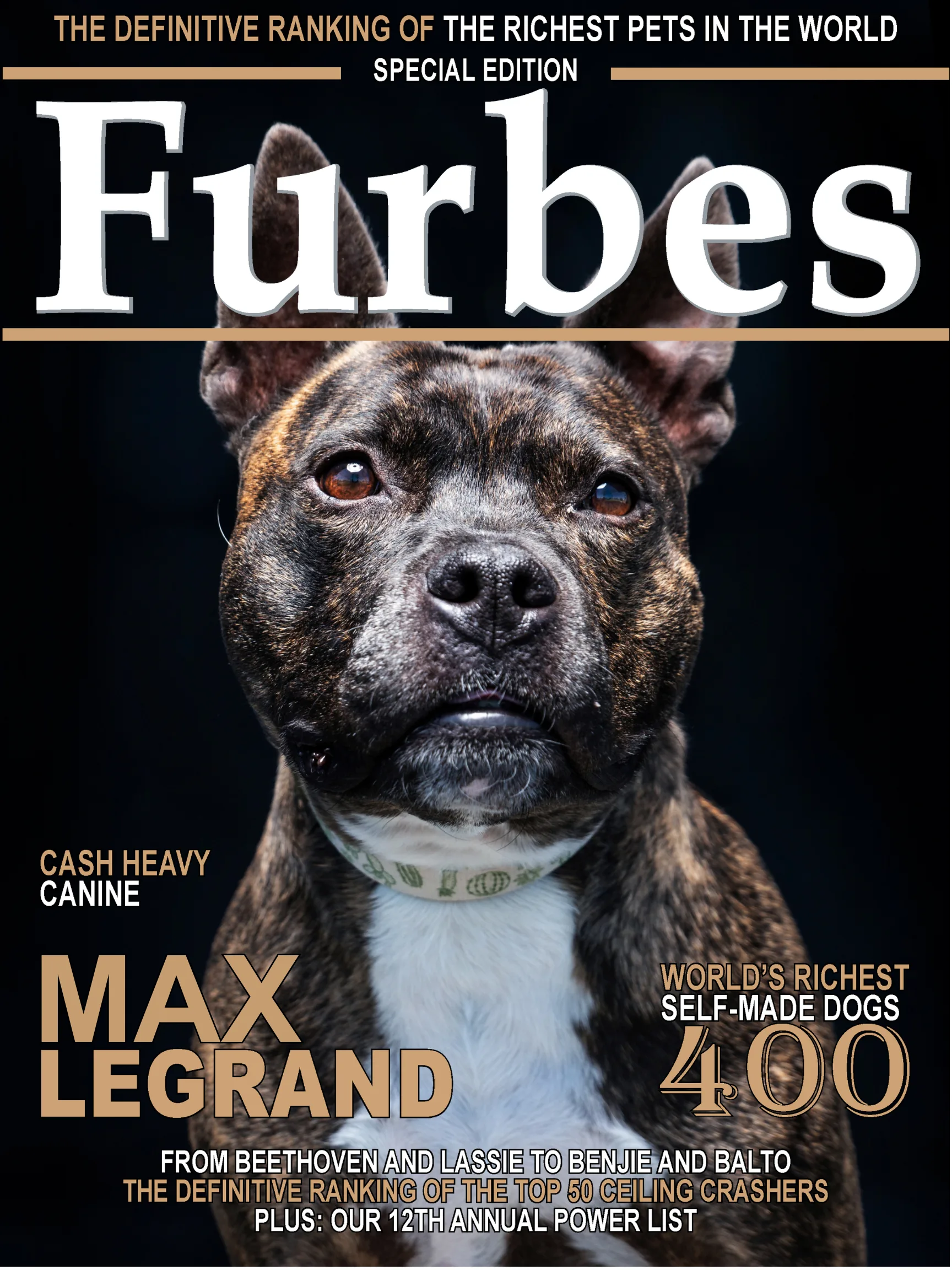 Publication-quality pet portrait South Shore