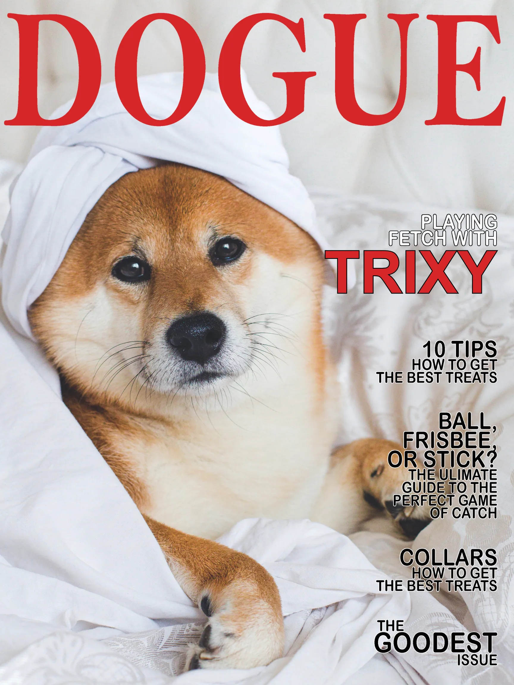 Dog magazine cover photography Massachusetts